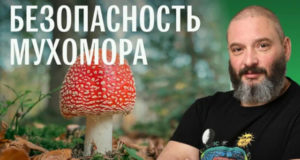 Грибоман Mikhail Vishnevskiy 300x160 Грибоман